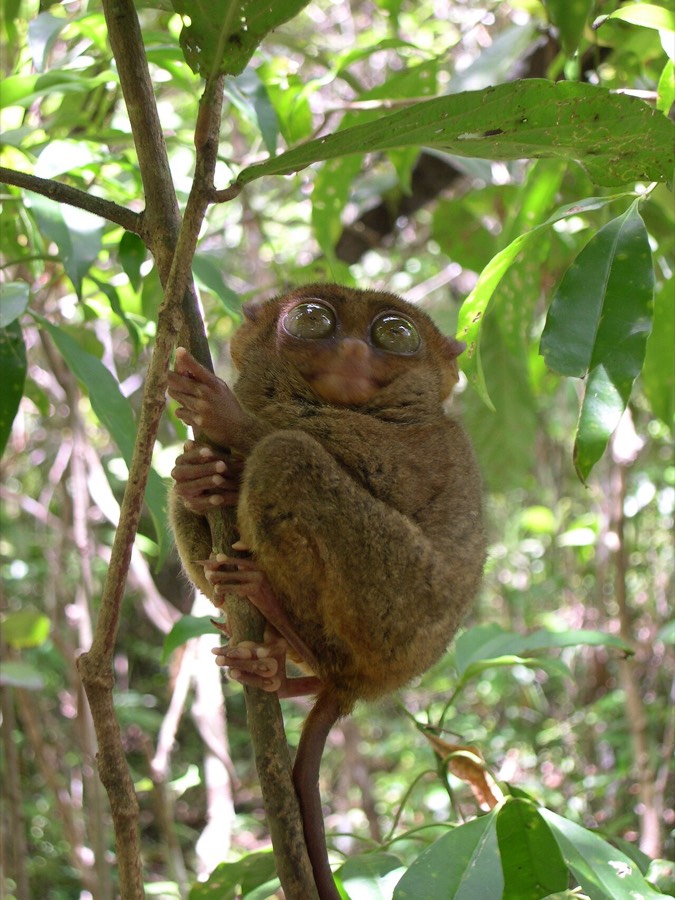 A Philippine tarsier, one of the world's smallest primates, native to Bohol